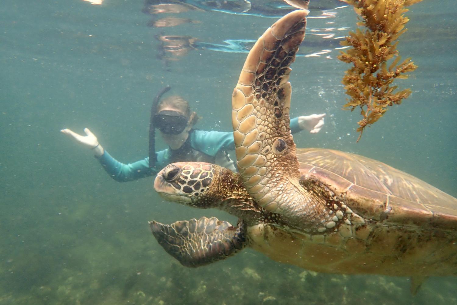 一名<a href='http://3bz6.ngskmc-eis.net'>博彩网址大全</a>学生在Galápagos群岛游学途中与一只巨龟游泳.